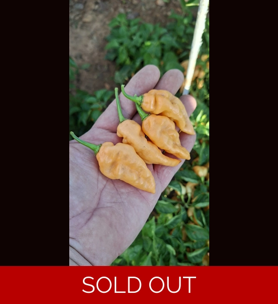 Ghost Yaki Perfume Peach (f5)->(f6)  (10+seeds)